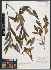 Foto von Salix appendiculata Vill. x Salix purpurea L.